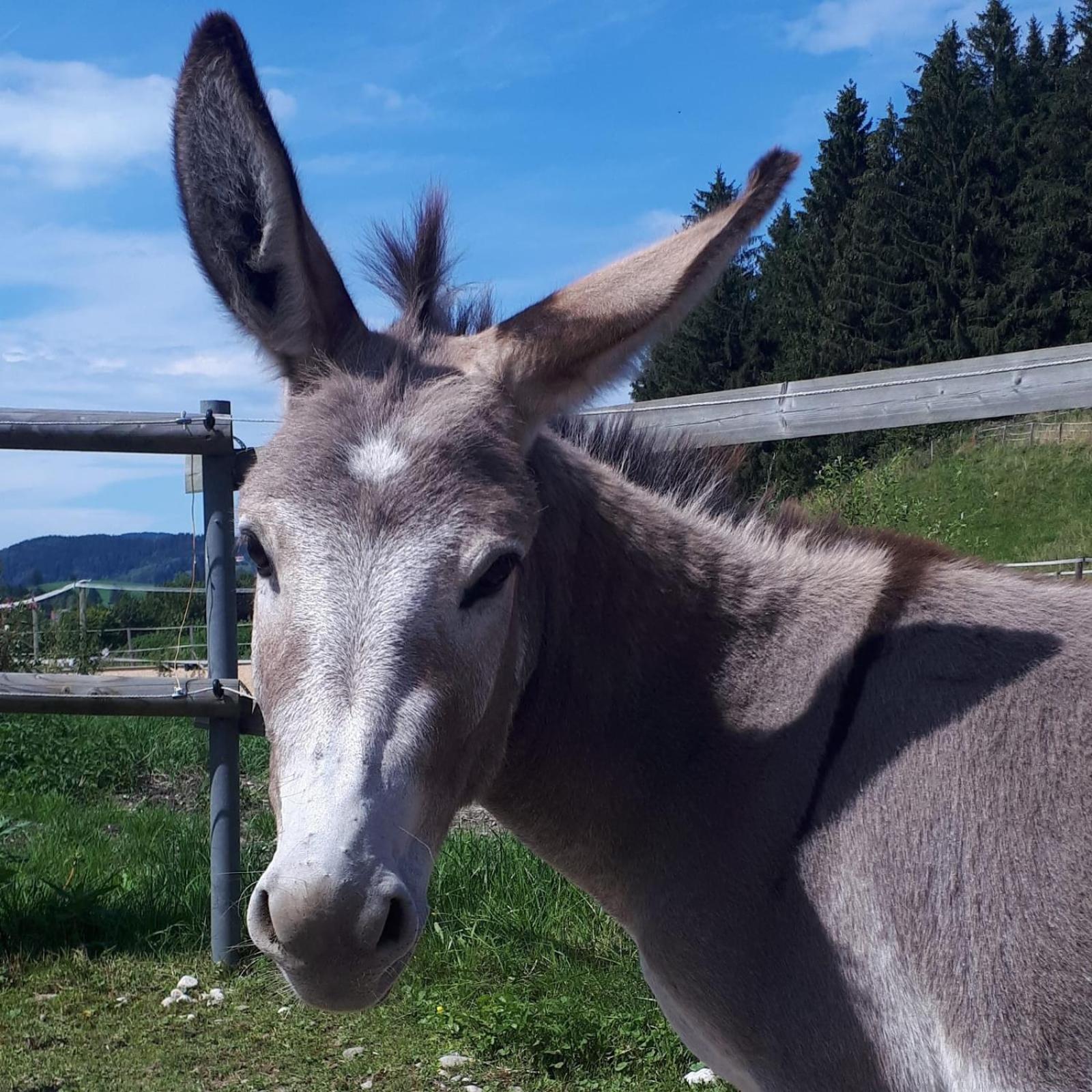 Ferienhof Allgaeumax Fussen Bagian luar foto