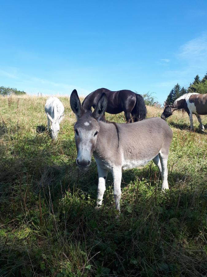 Ferienhof Allgaeumax Fussen Bagian luar foto